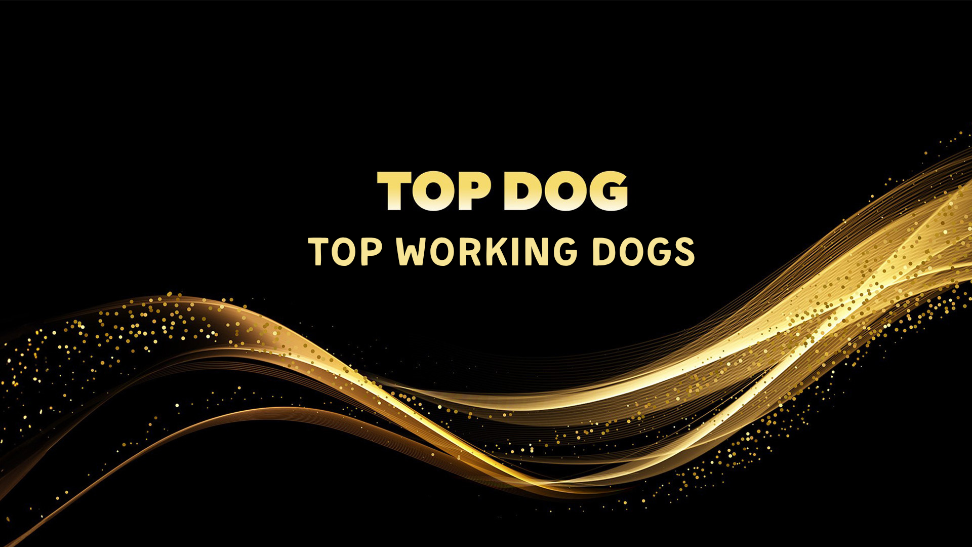 2027 Yılında Çalışan Köpeklerimiz de Top Dog'a Dahil Oluyor